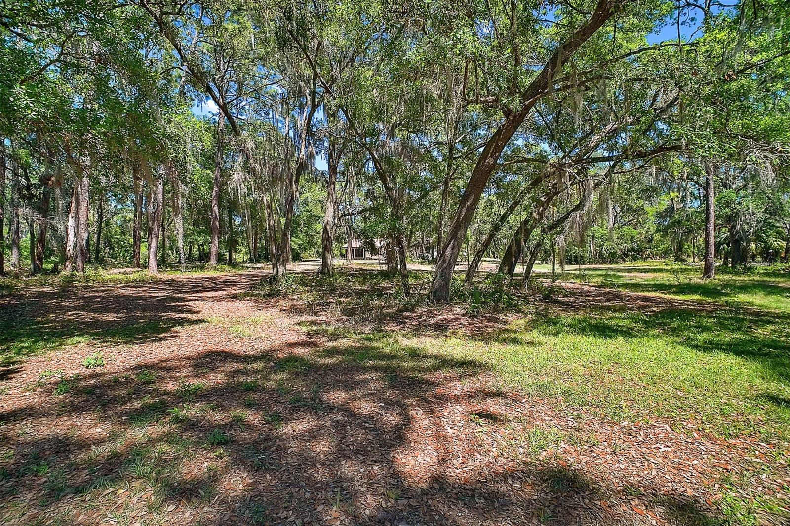 Spanish moss oak canopy at 40325 Emeralda Island Road Leesburg FL
